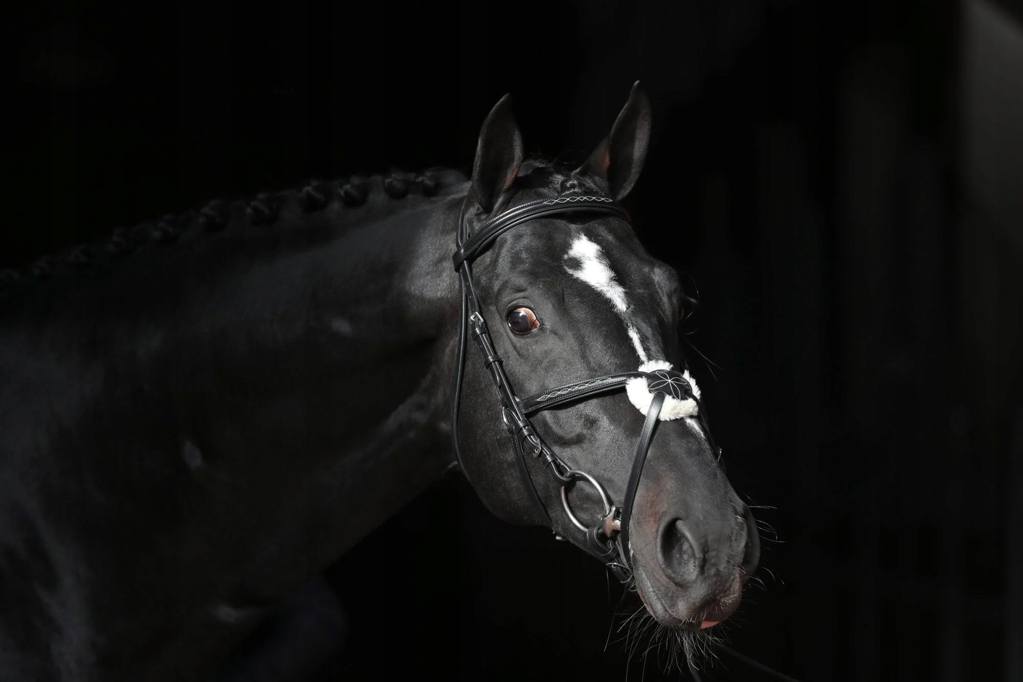 Ogłowie dla konia Cancun, czarny, roz. Cob, Covalliero Rozmiar 2 (cob)
