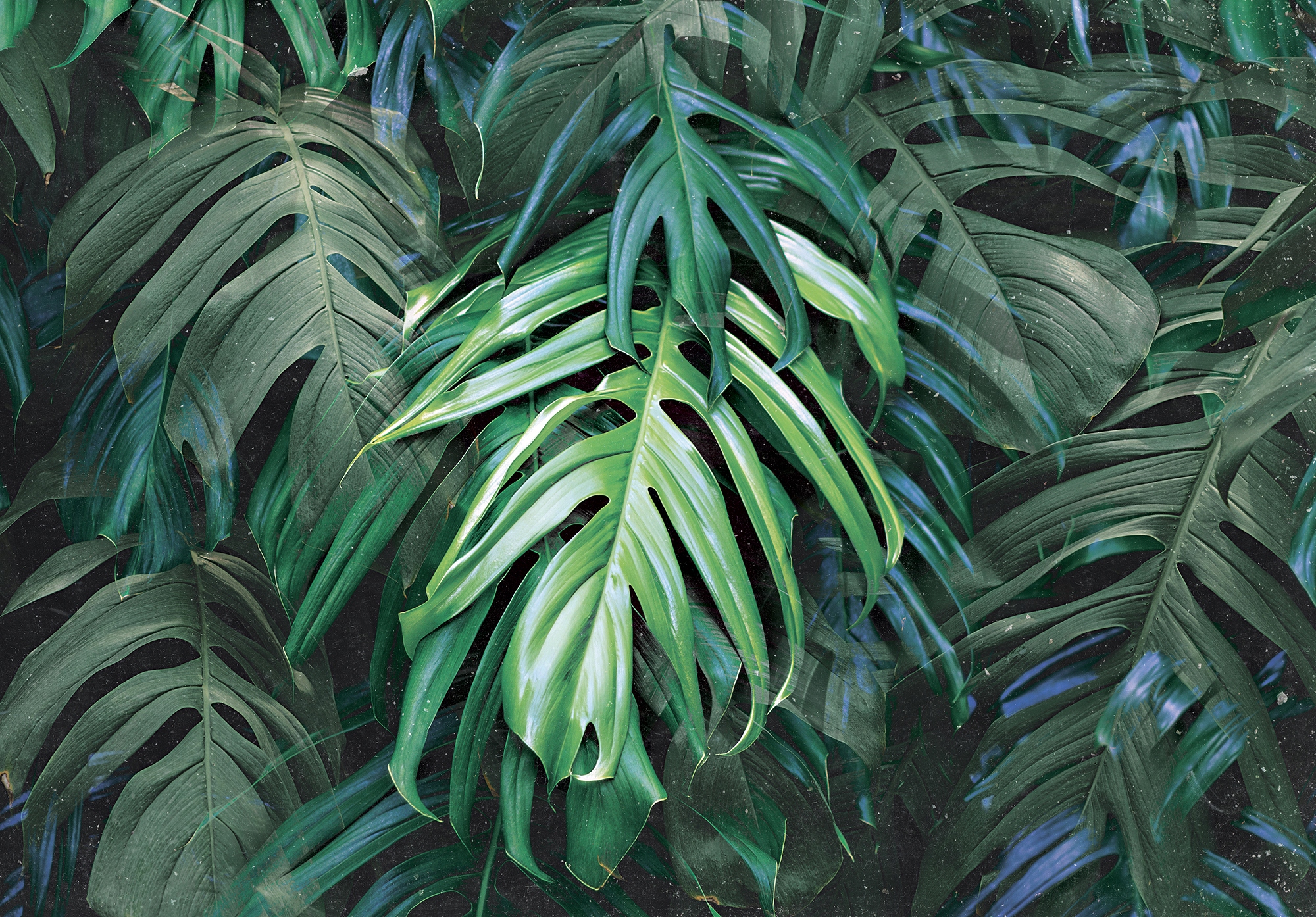 

Fototapeta Liście Monstera Las Dżungla 3D 416x254