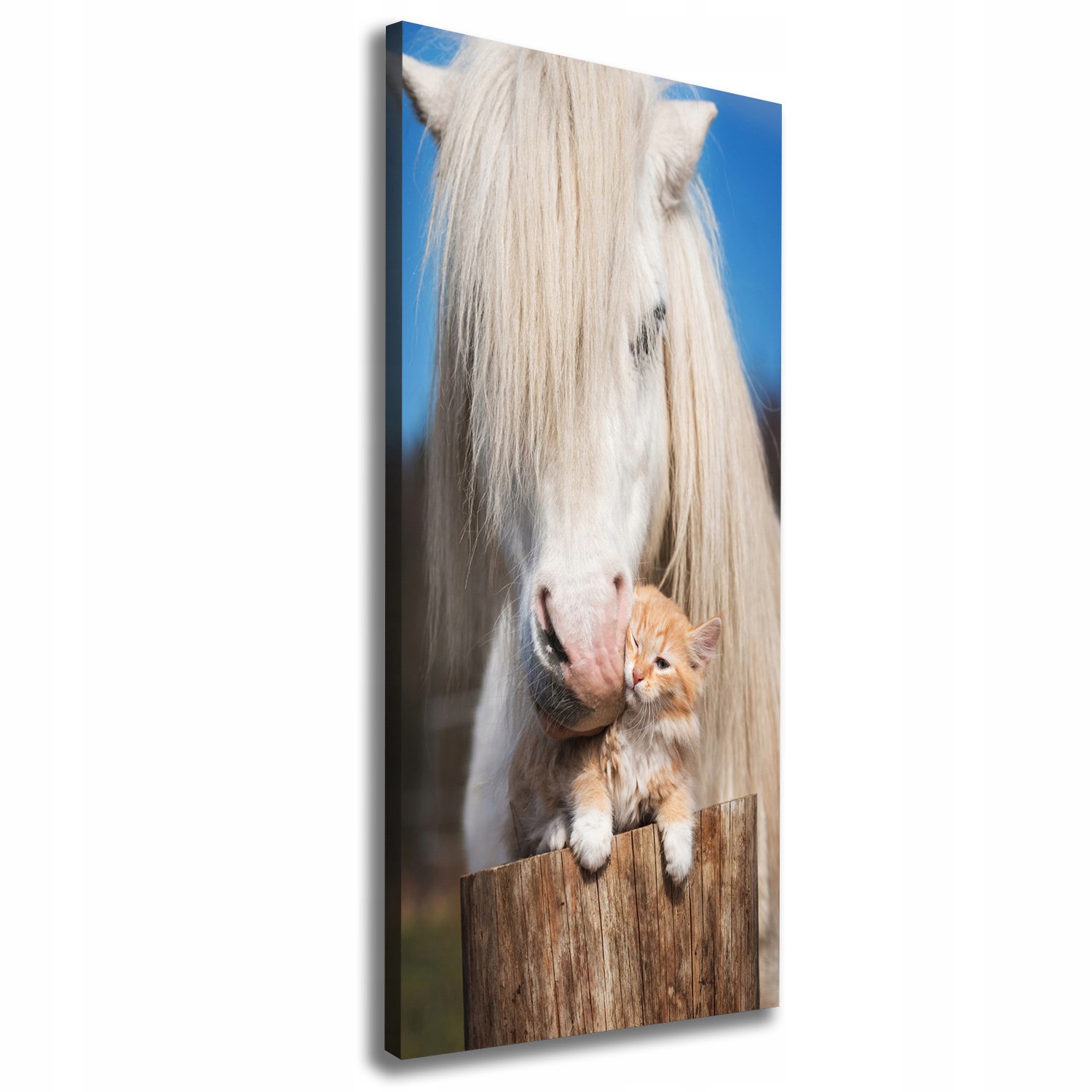 

Foto obraz na płótnie Biały koń z kotem 50x125 cm