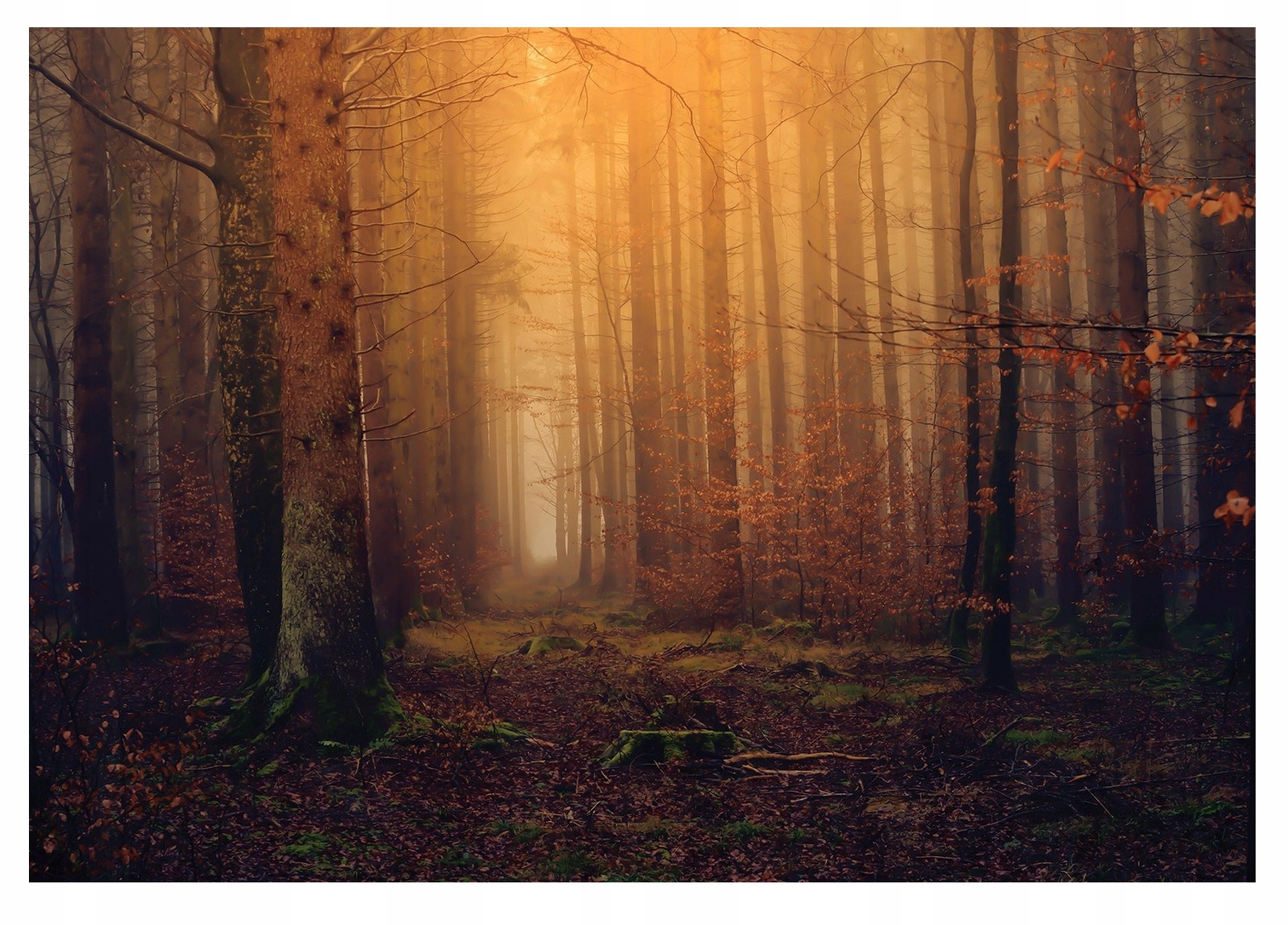 Fototapeta Les Jeseň Stromy Príroda Tapeta Na Vliesovú Stenu 368x254