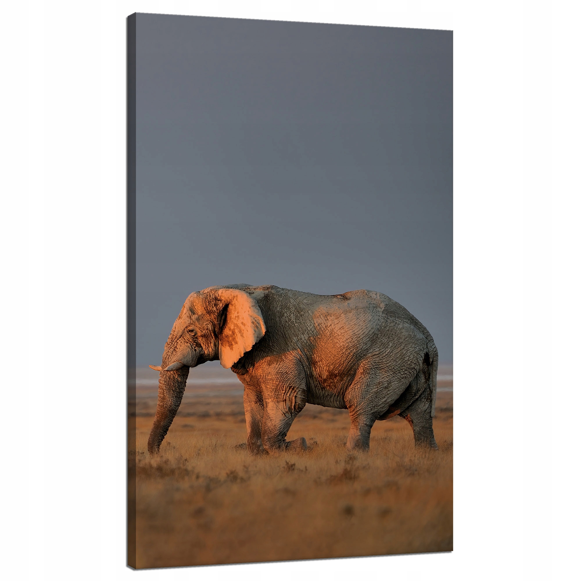 Obraz na plátně Slon Savana Afrika Nebe Tráva 70x120 cm