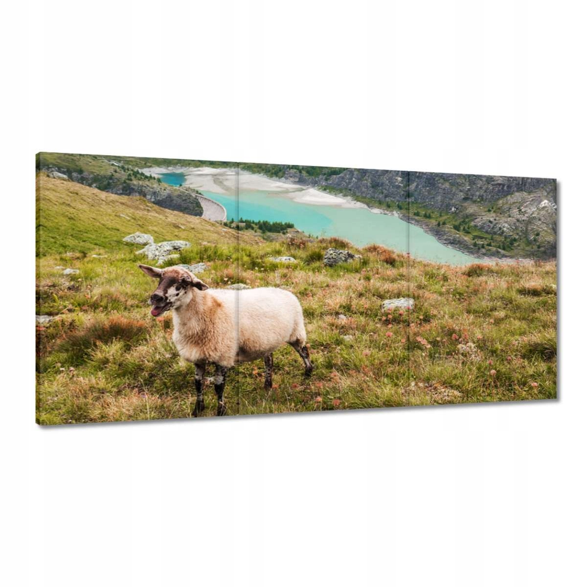 Obrazy 180x90 Pasenie oviec Ovce