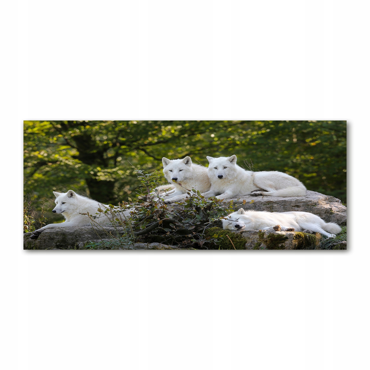 

Foto obraz szkło akryl Białe wilki skała 125x50 cm