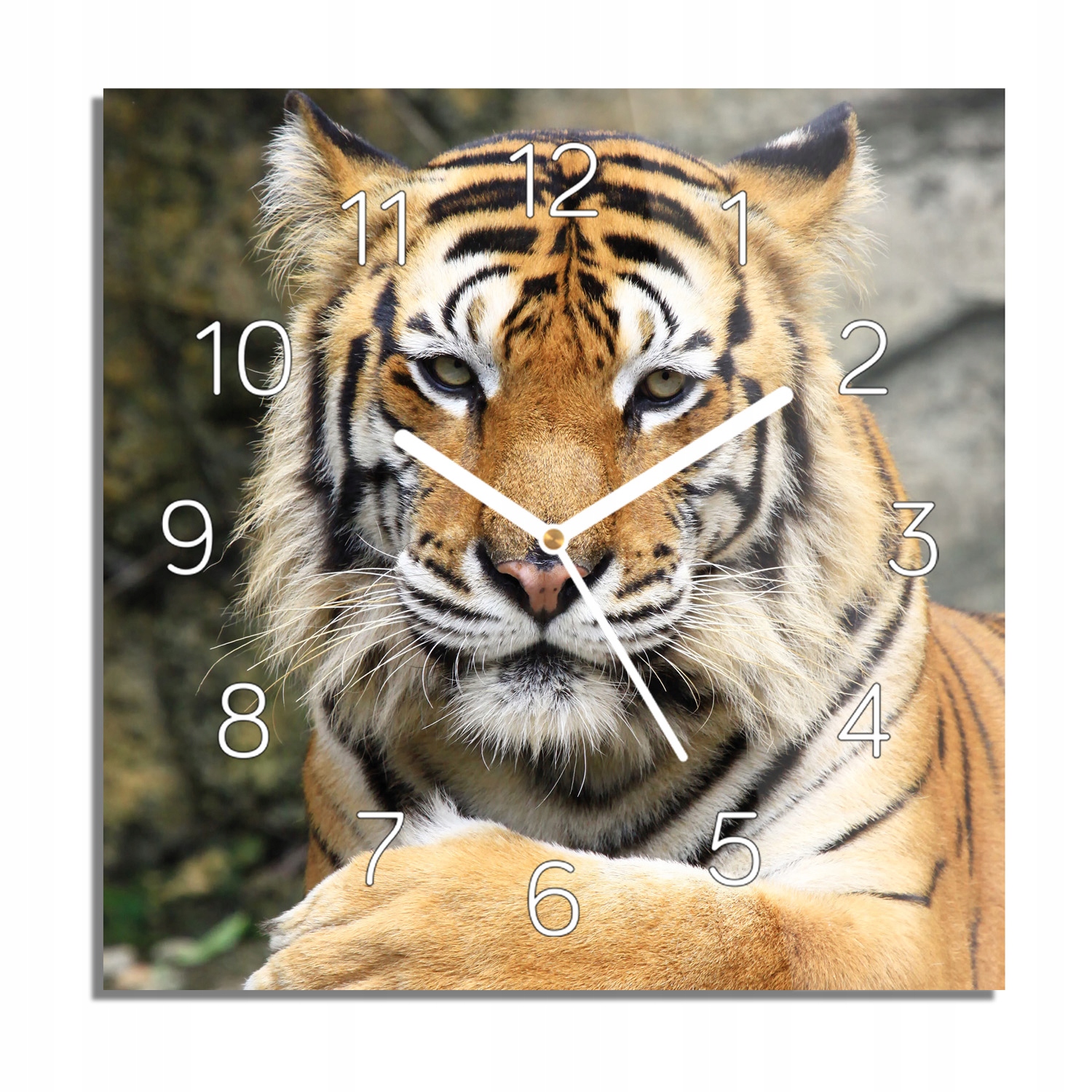 

Tygrys skały drzewo foto-zegar z grafiką 30x30