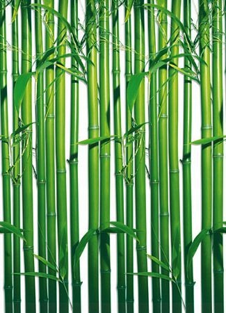 

Bambusy - fototapeta 254x183 cm