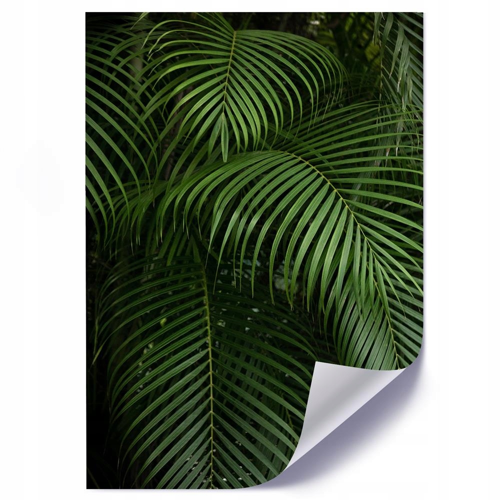 

Plakat Tropikalne Liście 40x60
