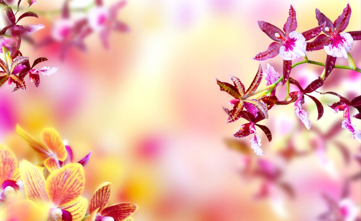 

Tapeta flizelinowa Orchidea Różowy 416x254