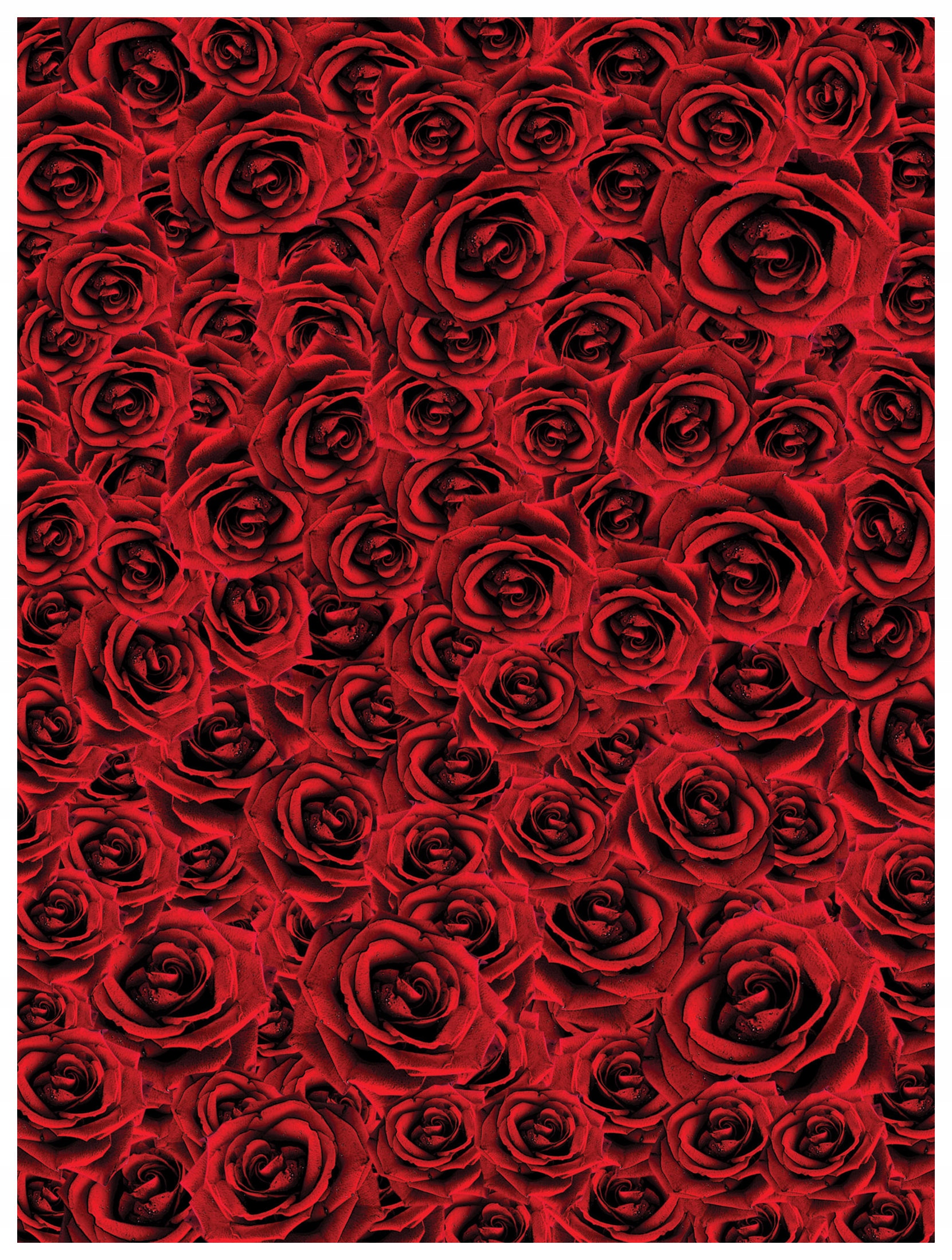 Fototapeta Červené růže lásky a vášně Dekor 184x254 lepidlo