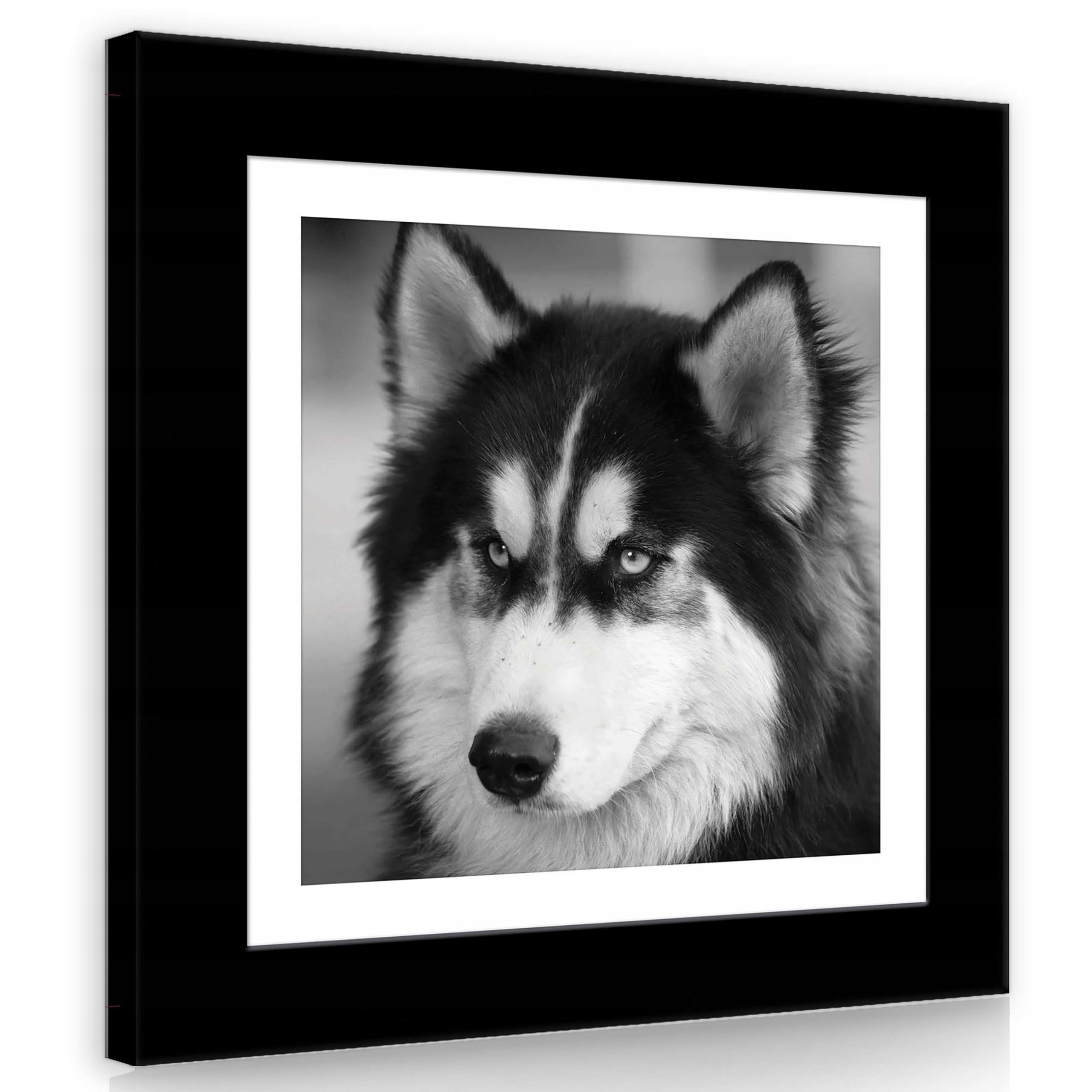 Obraz 80x80 Husky pes portrét černobílé zvíře kožešina pohled