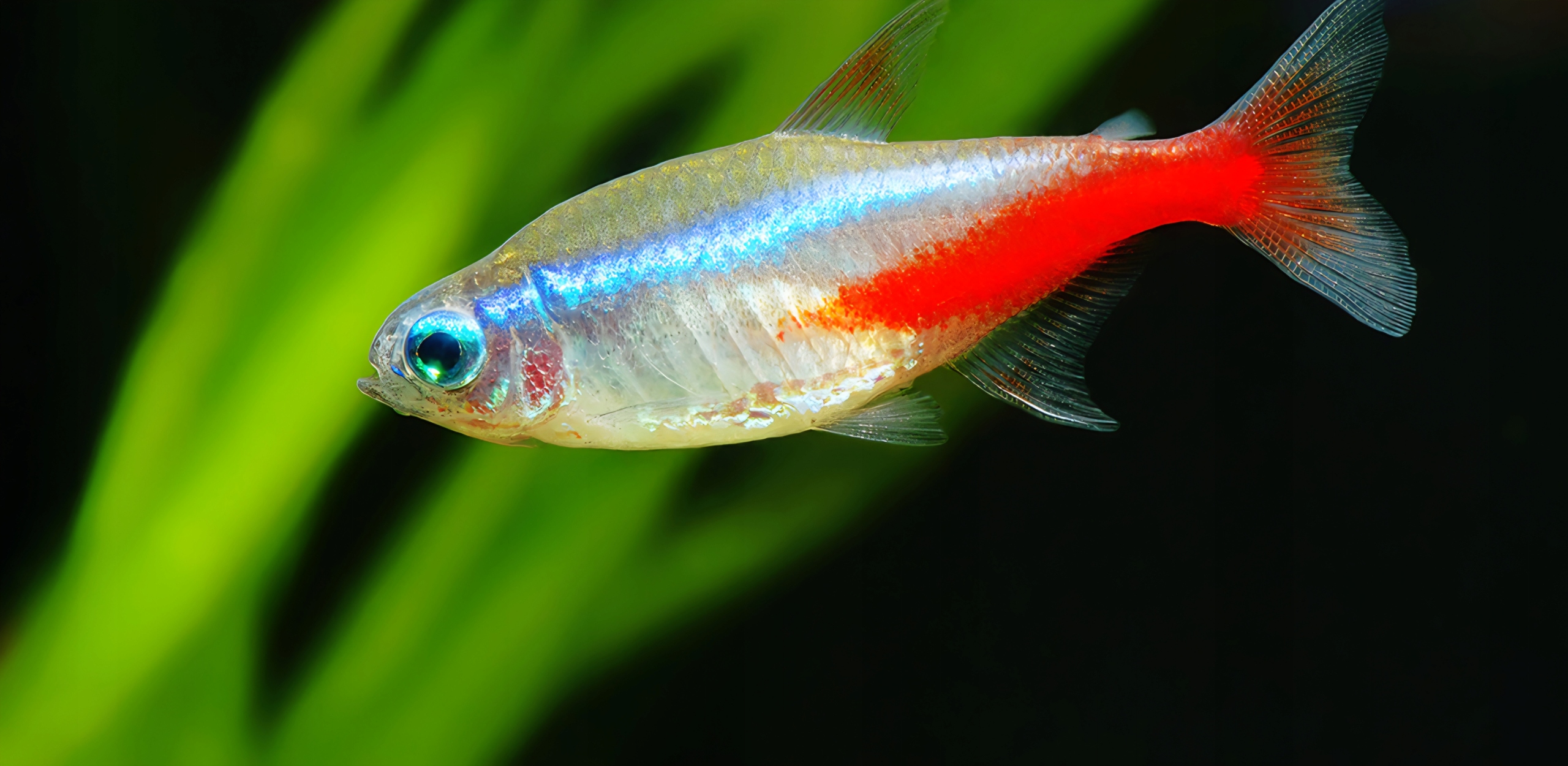 Neon rybka akwariowa