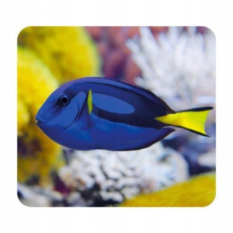 Latarka, mini projektor, morze Wiek dziecka 3 lata +