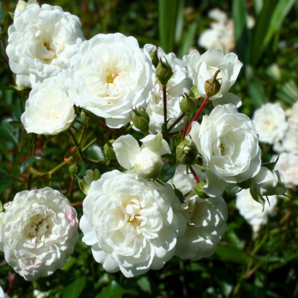 RÓŻA OKRYWOWA SEA FOAM BIAŁA SADZONKA P12