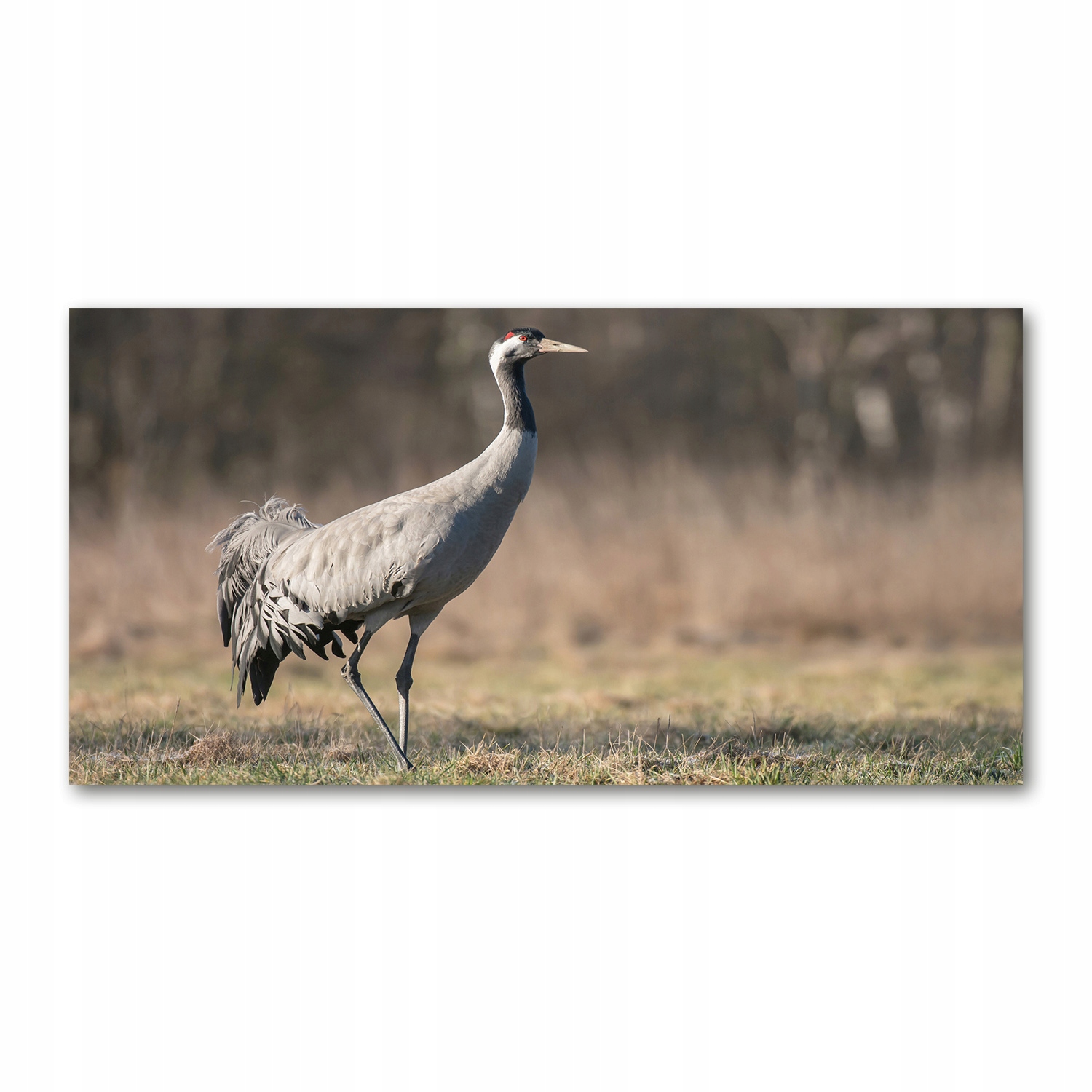 Foto obraz velký na akrylovém skle Jeřáb 120x60 cm