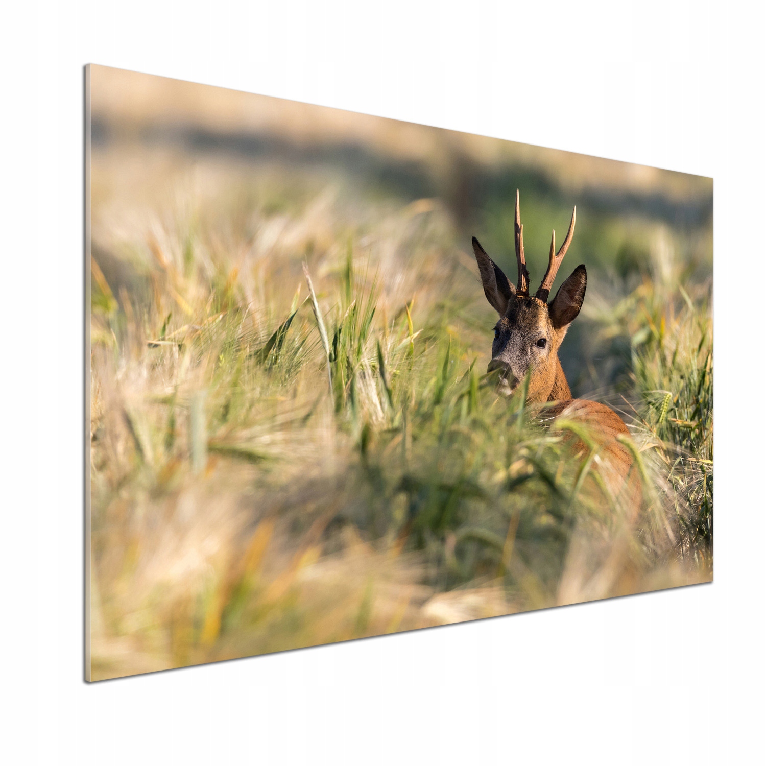 Dekorativní panel sklo Srna v poli 100x70 cm Lepidlo