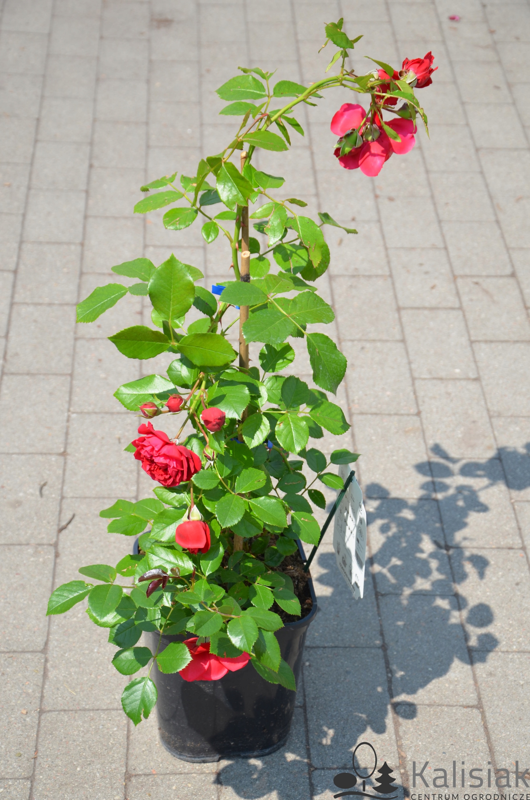 Rosa 'Florentina' Róża pnąca 30-50 cm 5L