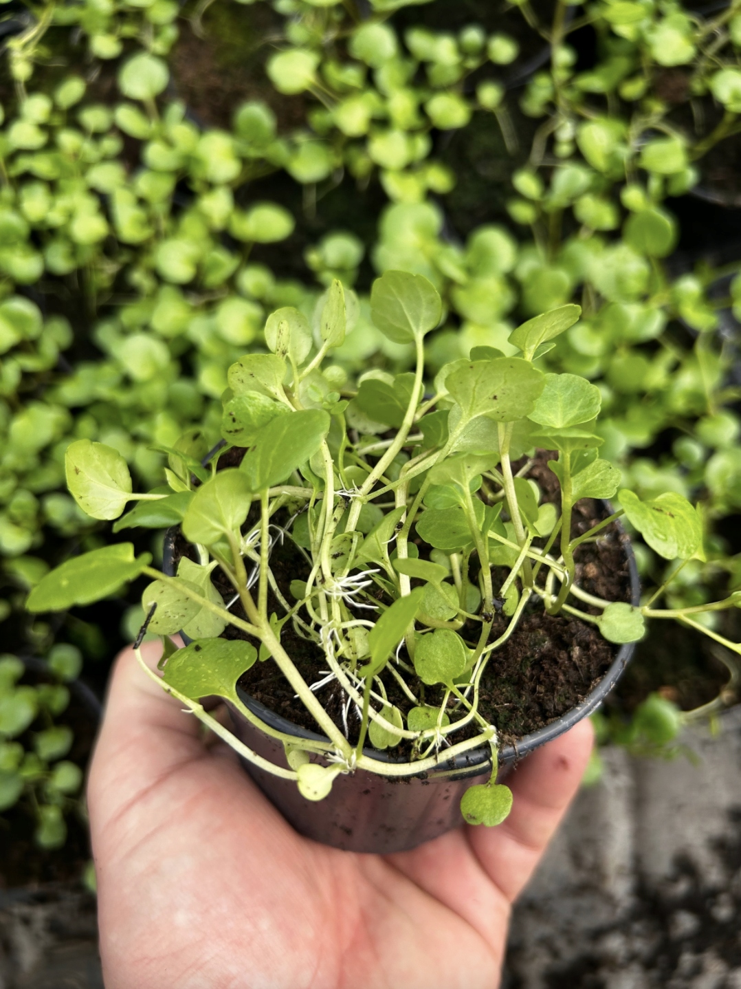 Rukiew wodna sadzonka w doniczce