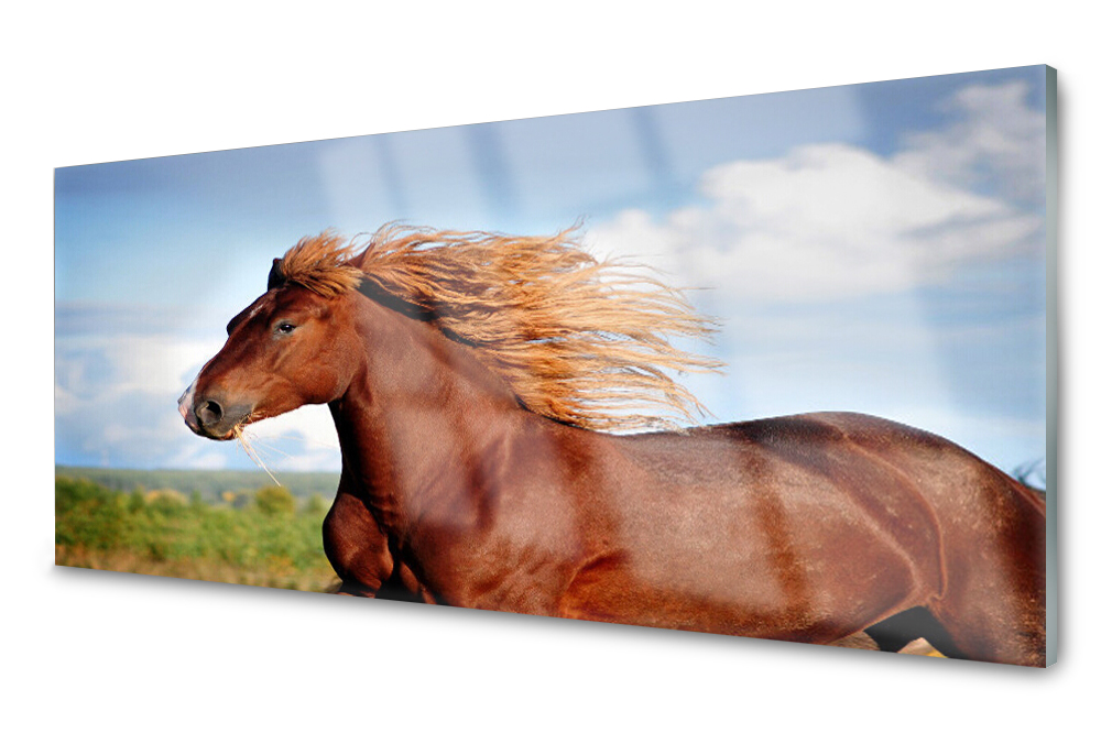 

Panel szklany do kuchni Koń Zwierzęta 125x50