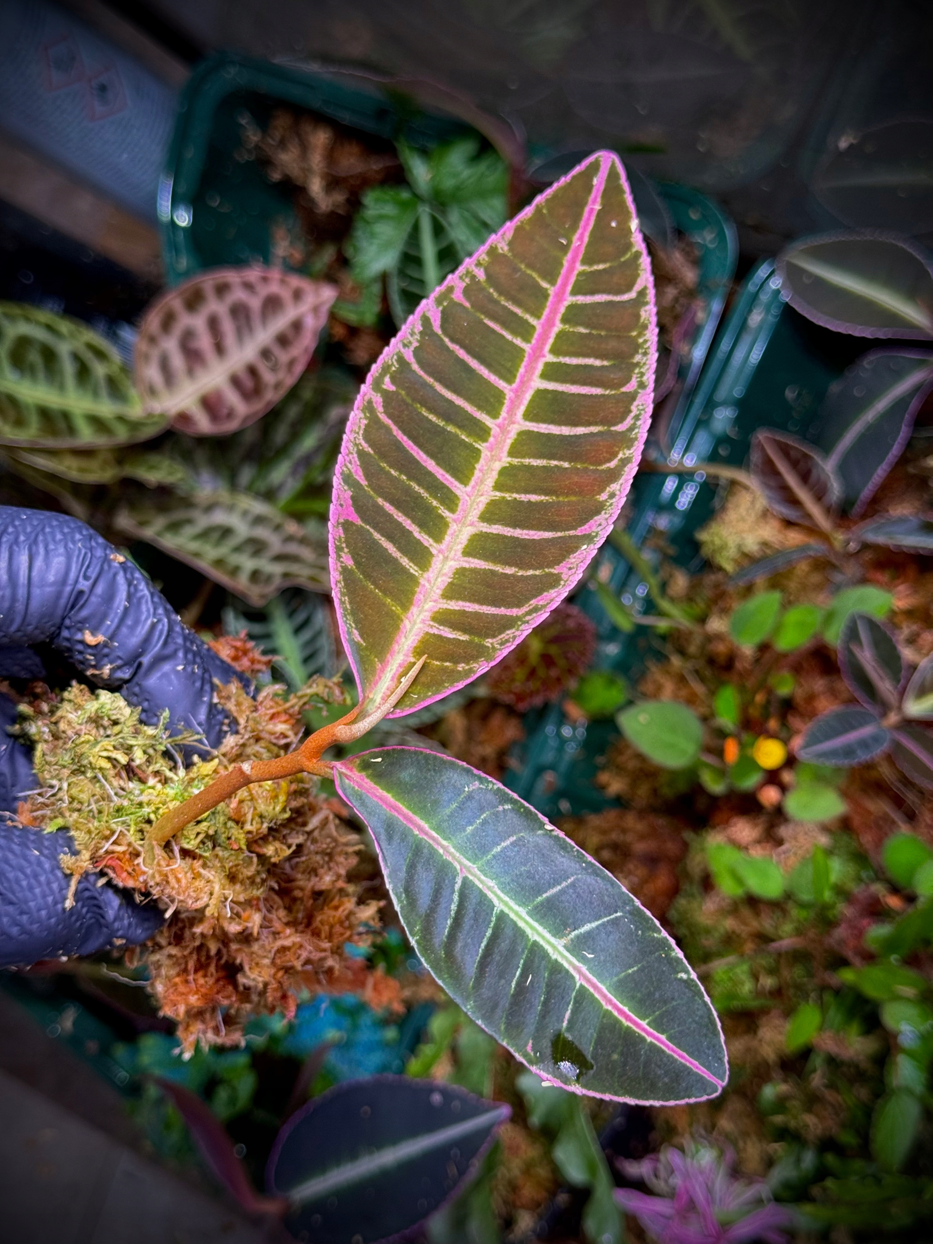 Emblemantha Urnulata Pink Matrix Terrarium Unikat ArkOfPlants