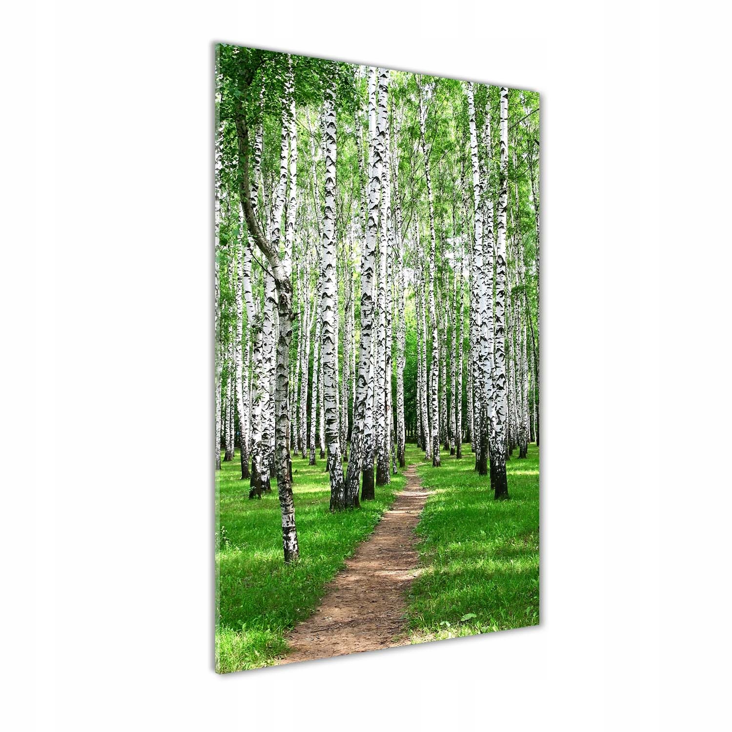

Nowoczesny fotoobraz akrylowy Las brzozowy 50x100