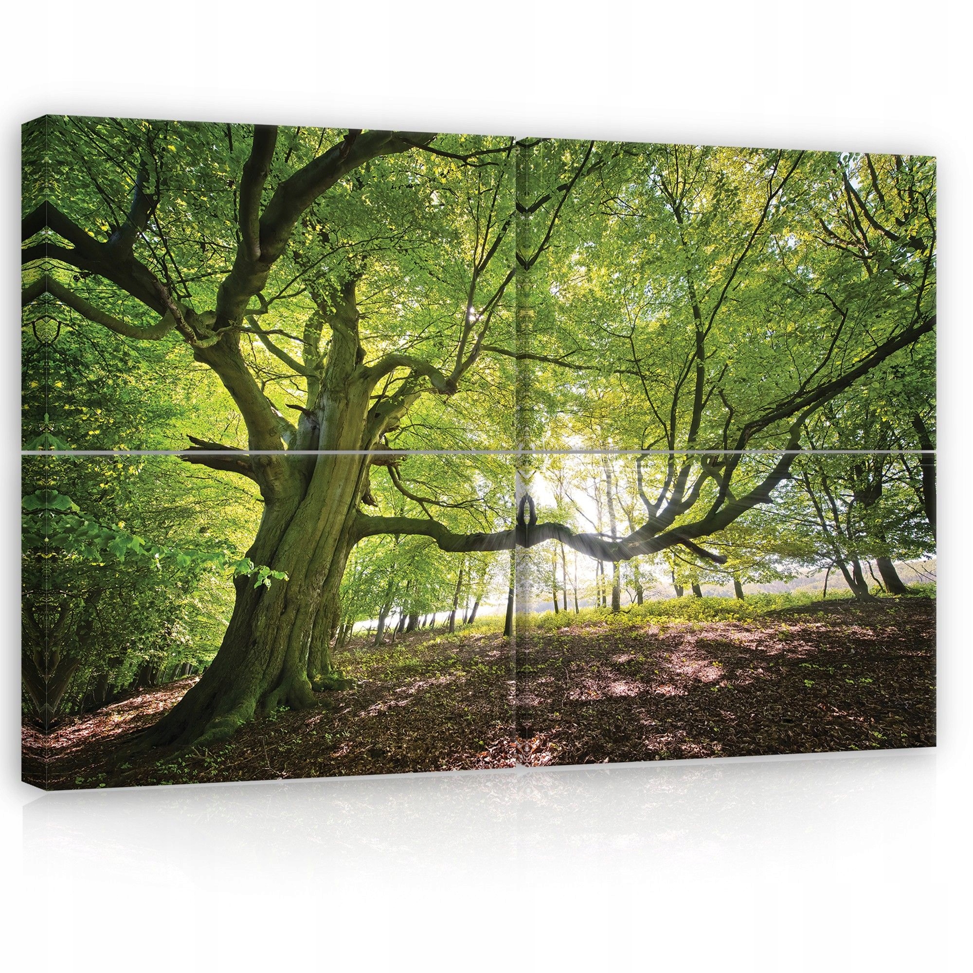 Obraz 120x80 Starý strom les slnečné svetlo príroda zelená pokoj