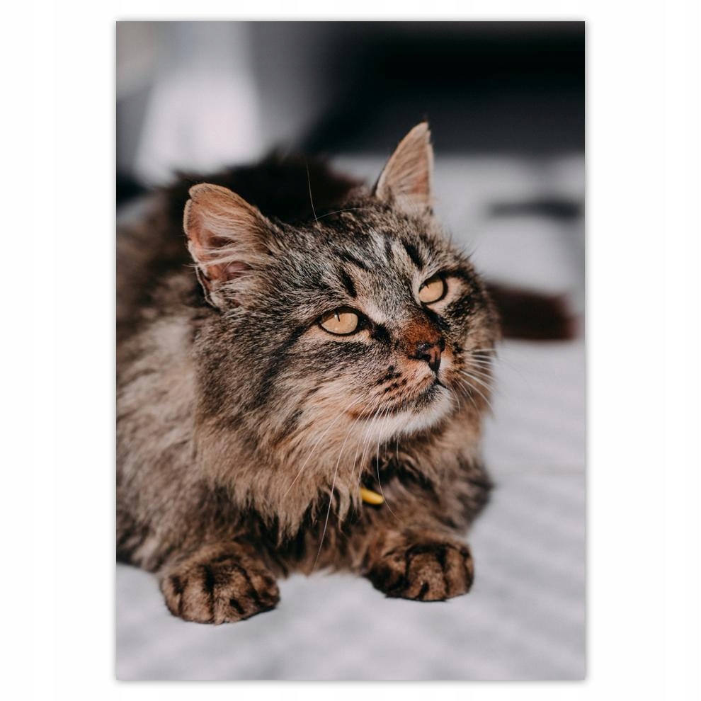 

Naklejki 50x70 Kot Kotek Kotki Kicia