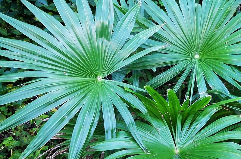 PALMA MRAZUVZDORNÁ LATISECTUS TRACHYCARPUS 1 NASIO