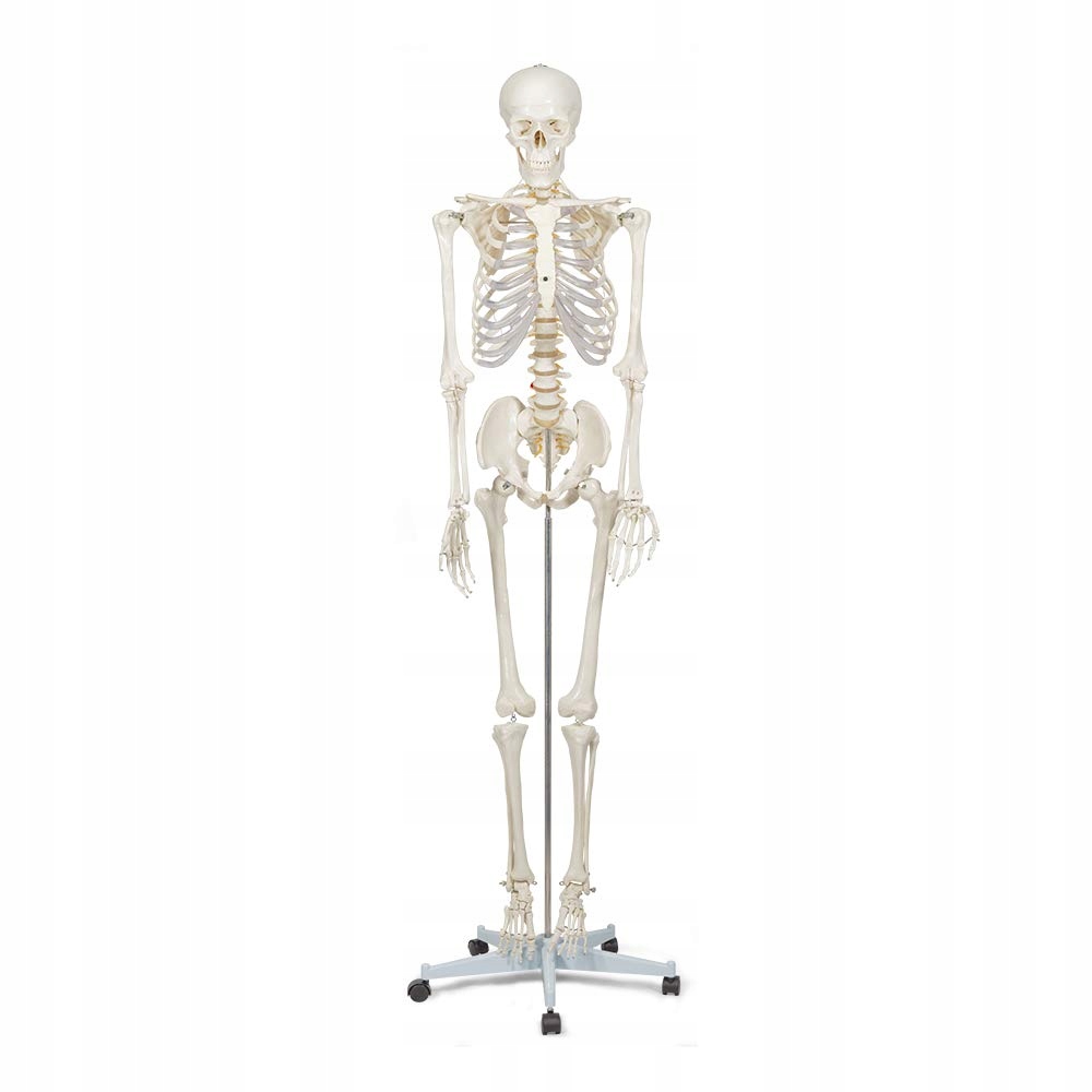 Model anatomiczny ludzkiego szkieletu Buddy the Budget 1021930 10kg
