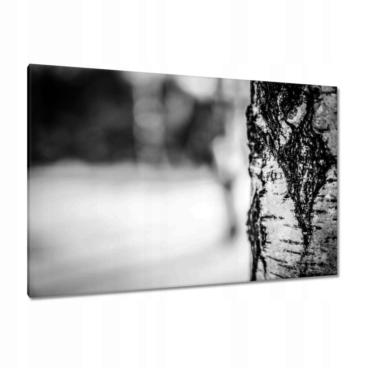 Obrazy 120x80 Bříza