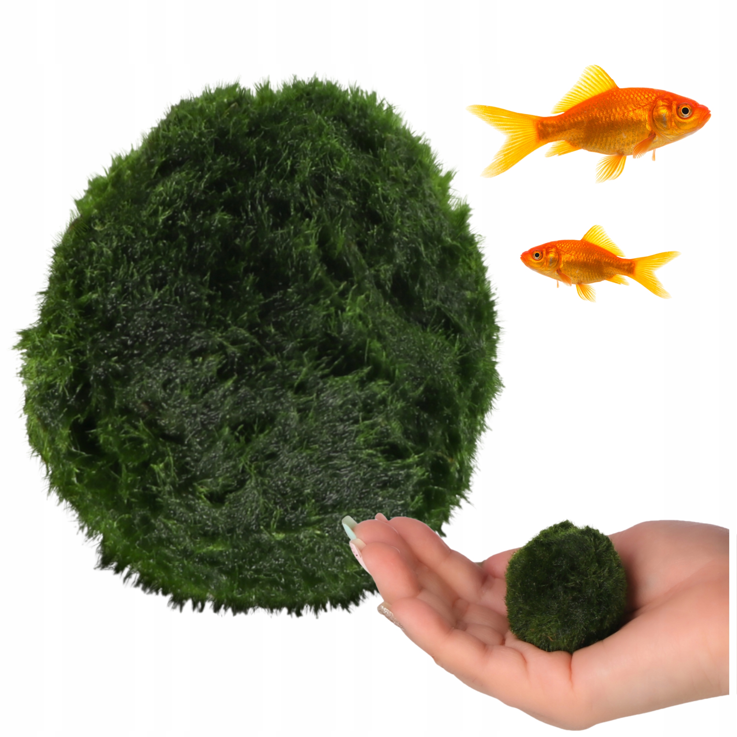 ROŚLINA DO AKWARIUM CLADOPHORA GAŁĘZATKA KULISTA 5-6cm DUŻA