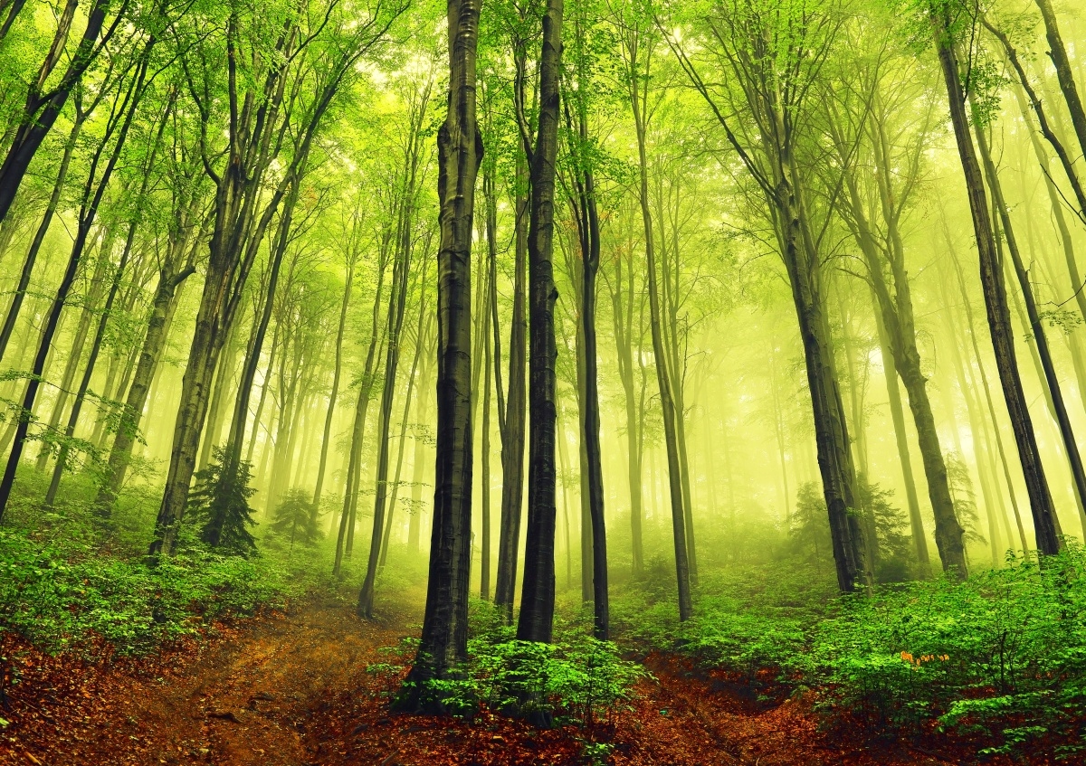 

Fototapeta Flizelinowa Mgła Las 208x146