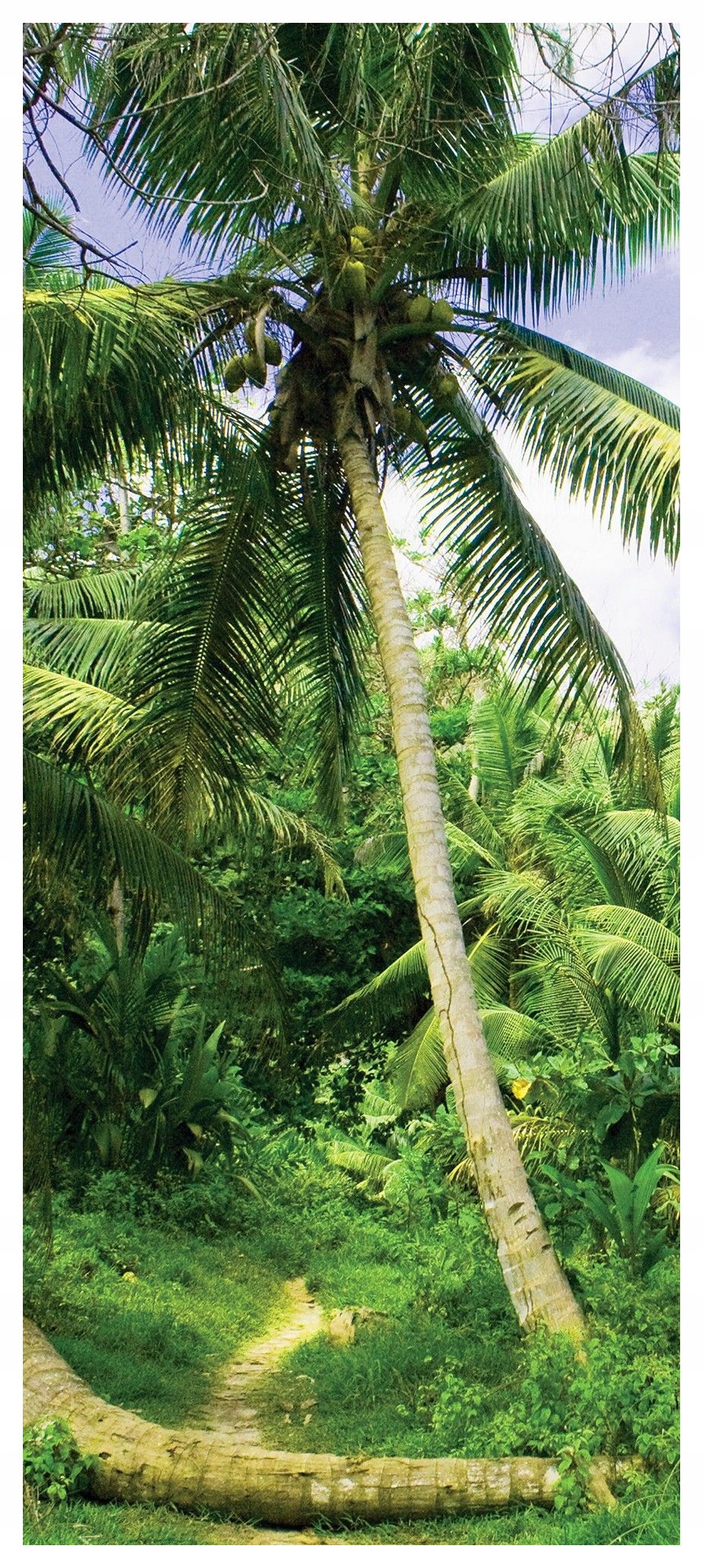 Samolepicí Samolepicí Fototapeta Palmy Tropická krajina džungle 91x211