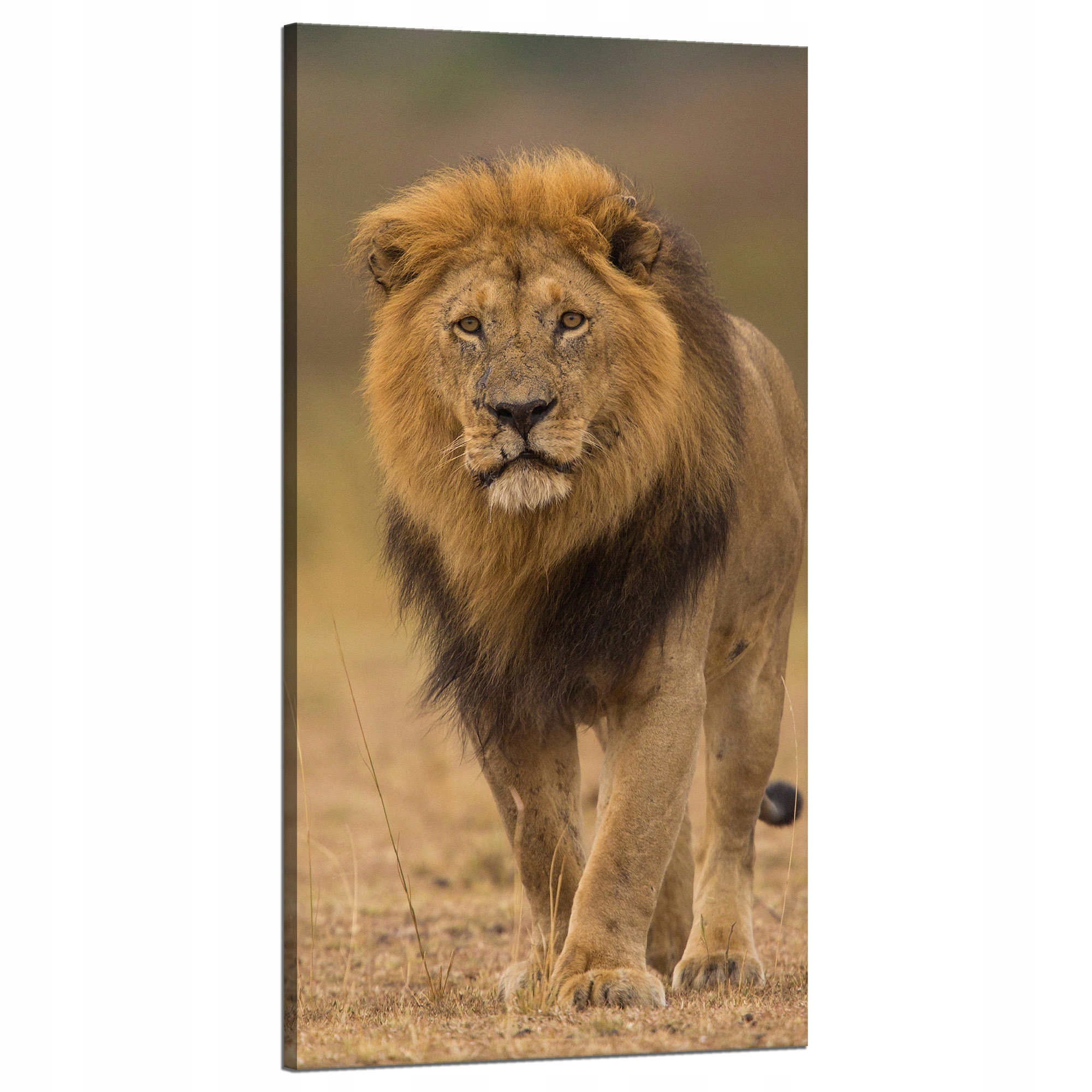 Obraz na plátně Lev Příroda Savana Divočina 60x120 cm Ideální jako dárek