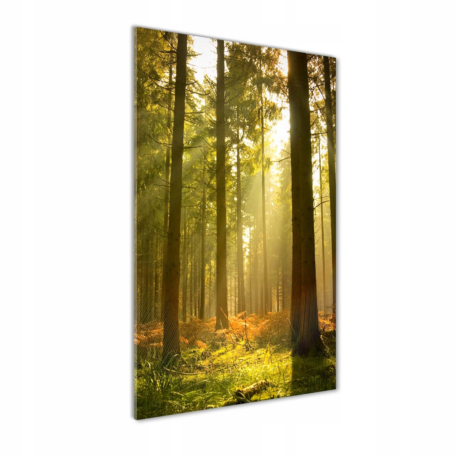 

Foto obraz akrylowy na ścianę Piękny las 60x120cm