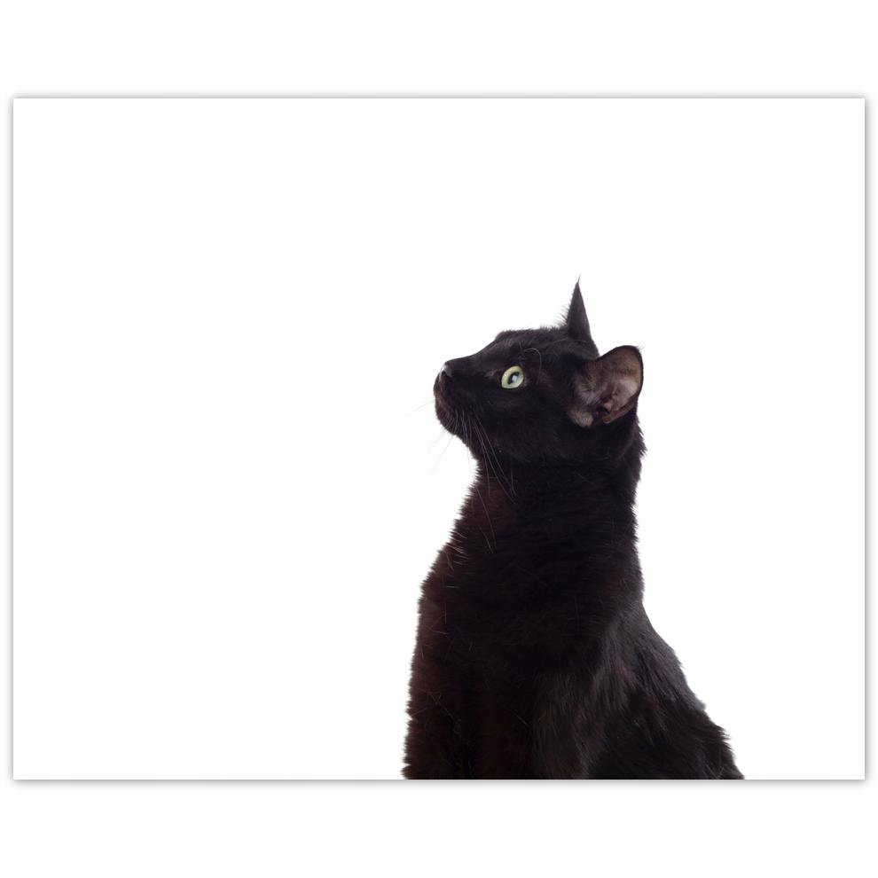 

Plakat 50x40 Kot Kotek Koty Kicia