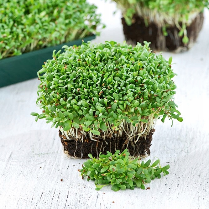 Microgreens – Vojtěška setá za 21.00CZK - Allegro