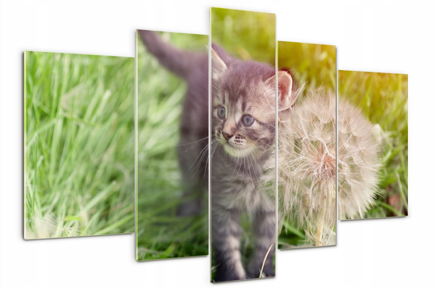 

Foto Obraz szklany tryptyk Kotek z dmuchawcem