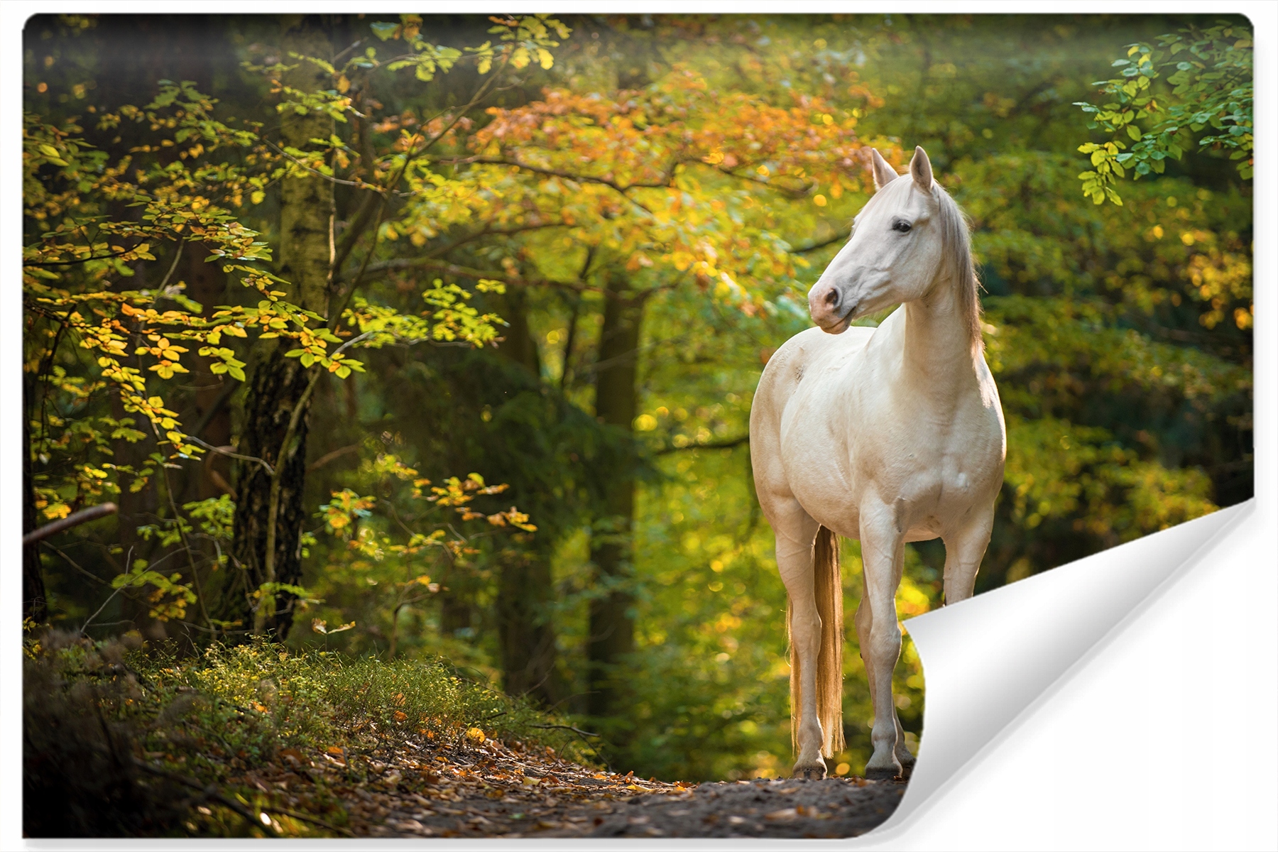 

Fototapeta Ścienna Koń w Lesie Natura 3D 180x120