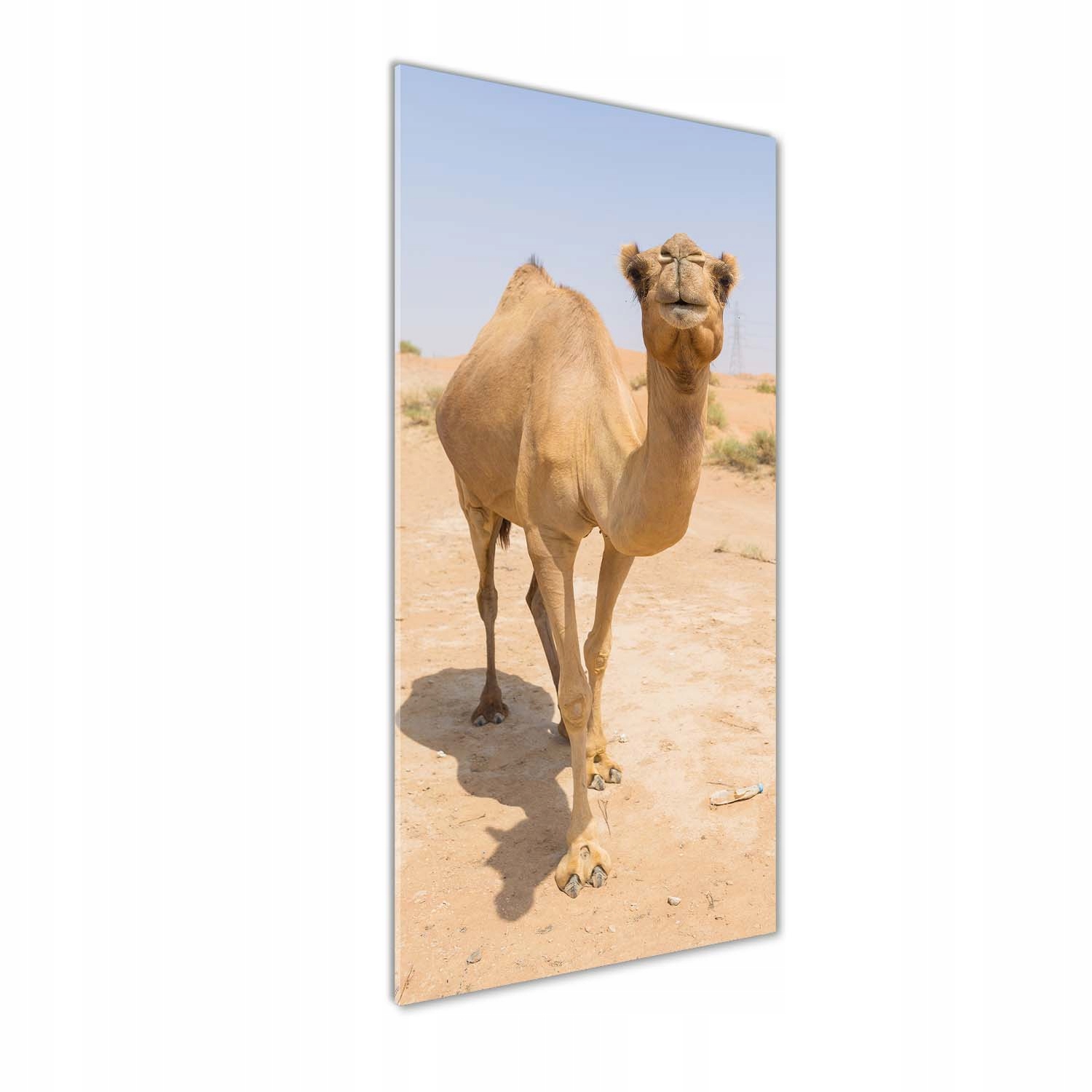 

Foto obraz na szkle Wielbłąd na pustyni 50x125 cm