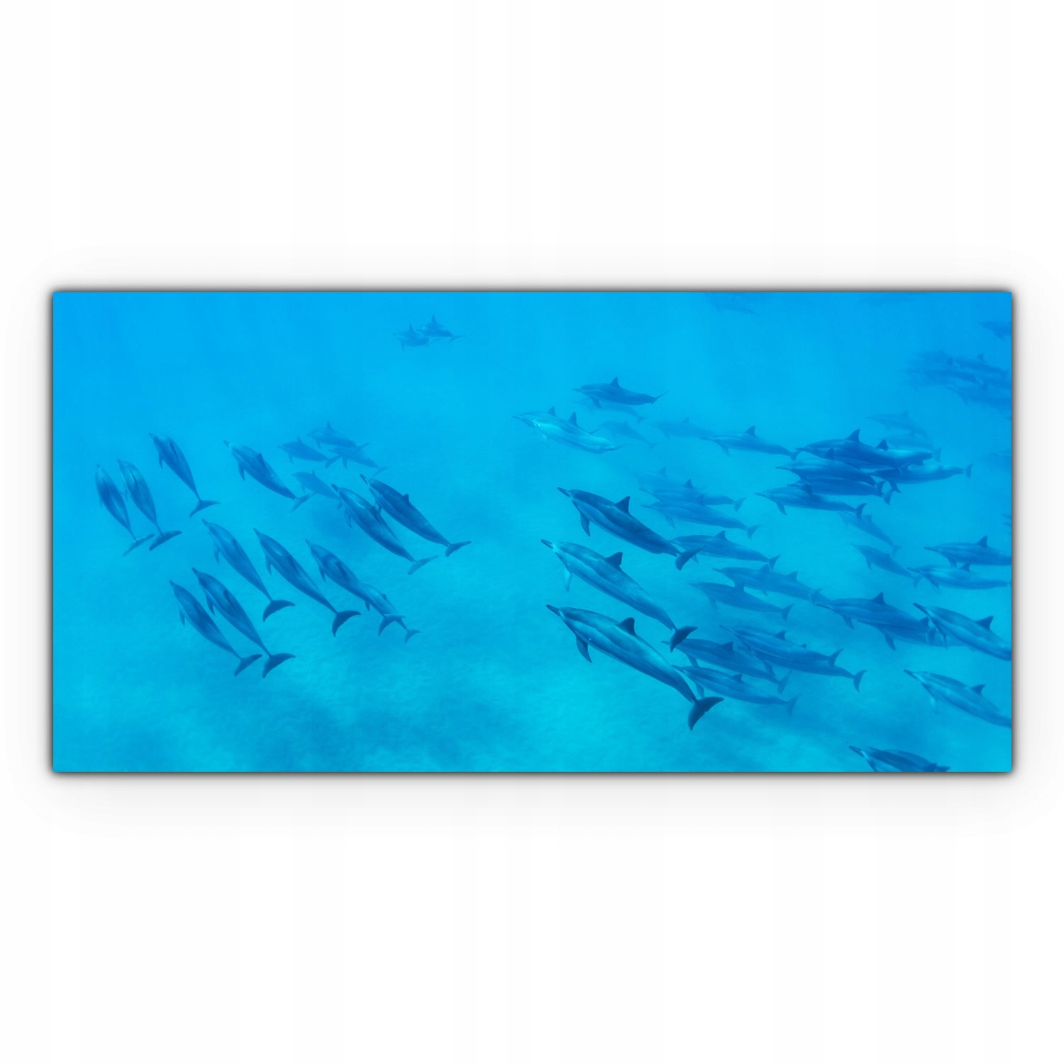 

Canvas do sypialni 120x60 Delfiny Ocean Zwierzęta