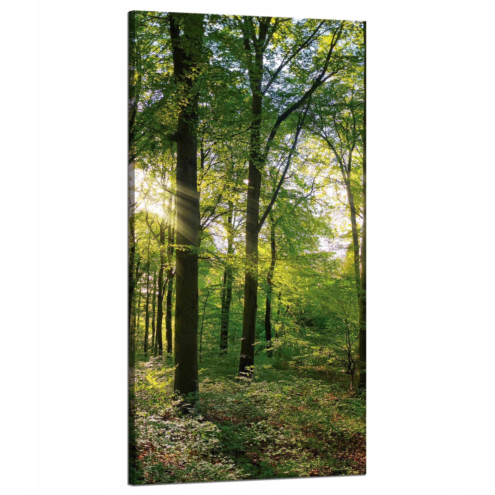 Obraz na plátně Slunce Les Stromy Paprsky Světla 60x120 cm