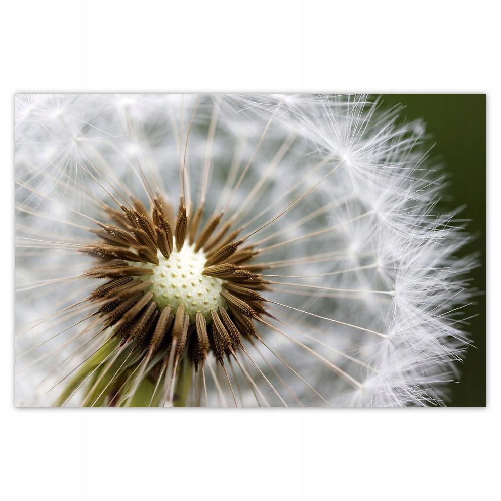 

Plakat 93x62 Dmuchawiec Kwiat Kwiatki