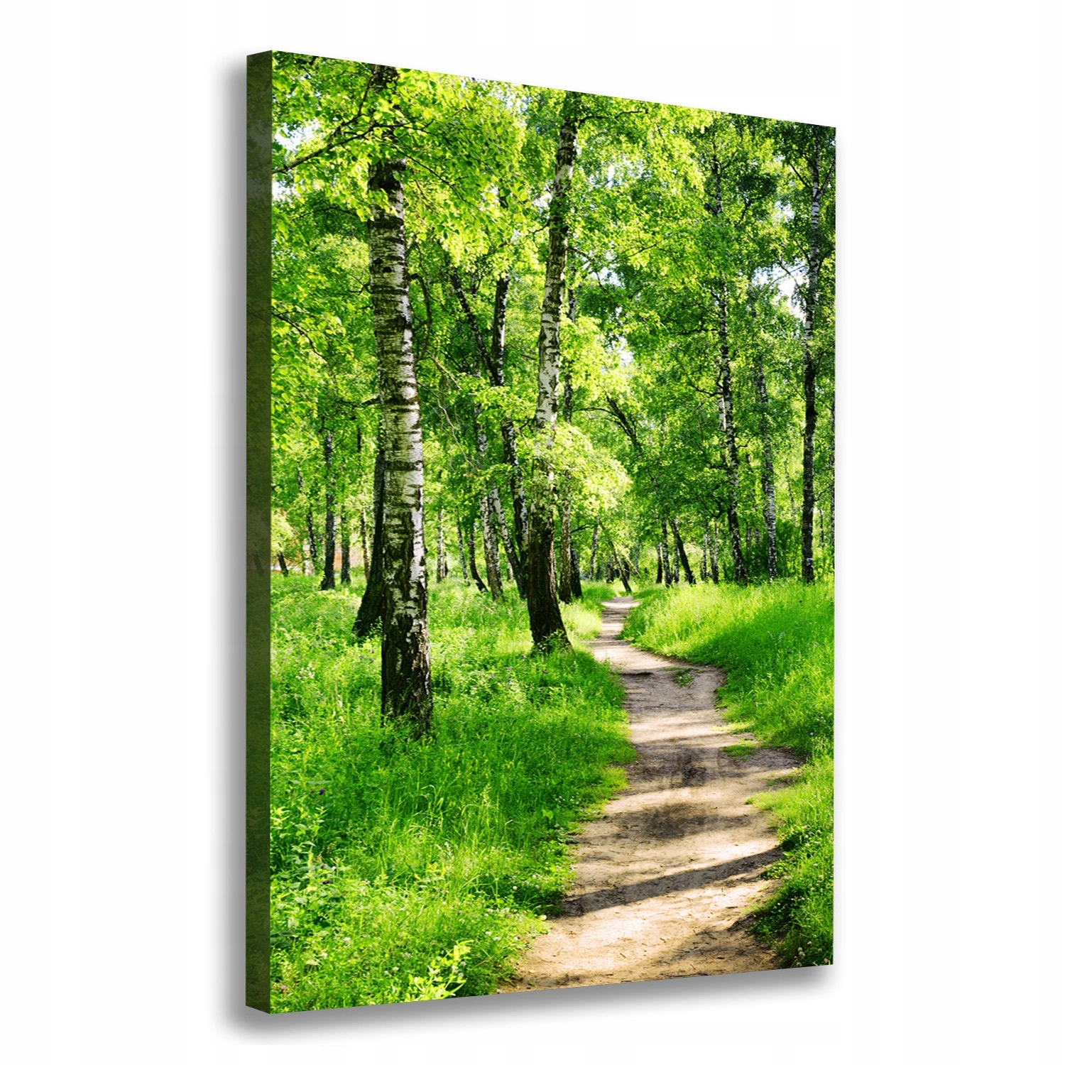 Fotoobraz canvas do obývacího pokoje Březový les 70x100