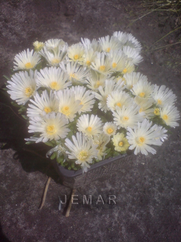 Słonecznica biała basuticum white sadzonka