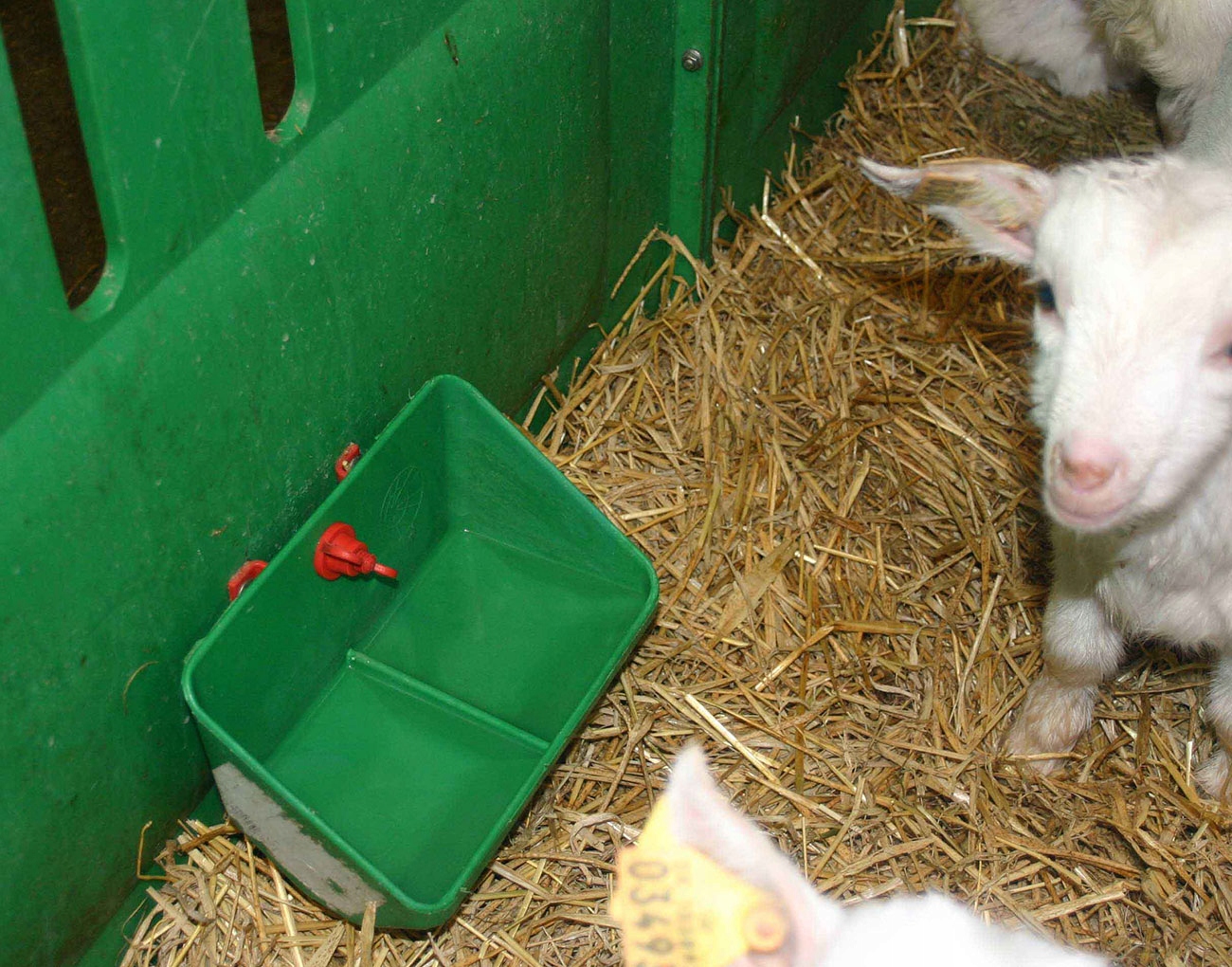 Korytko ścienne na paszę dla prosiąt 0,9l Marka Kerbl