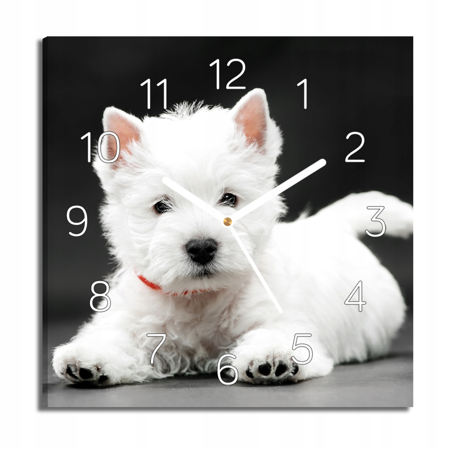 

zegar canvas West terrier do biura 30x30 z foto