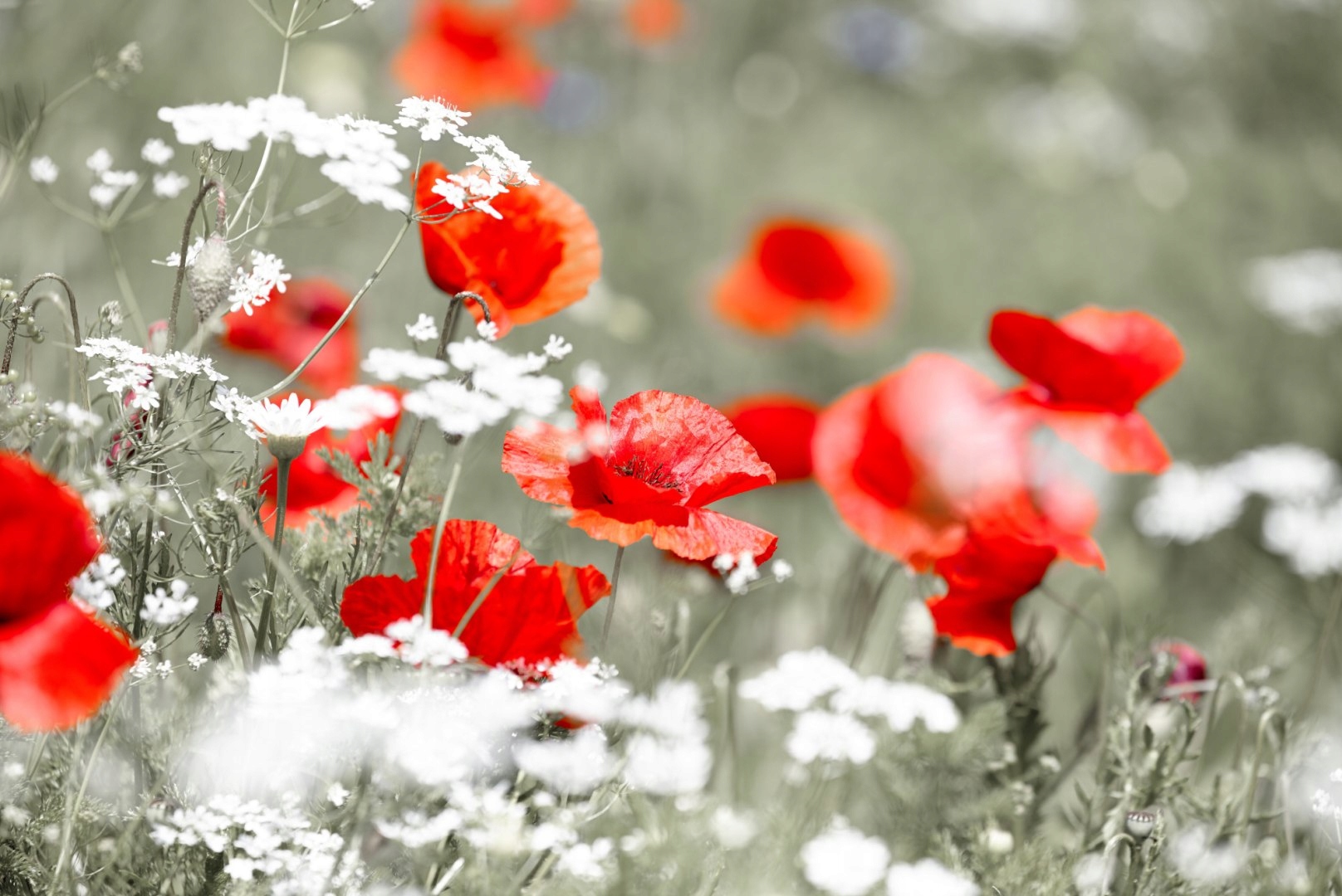 Fototapeta Flizelina Zmywalna Dzikie Czerwone Maki 312x219 A0 EAN (GTIN) 5904343570655