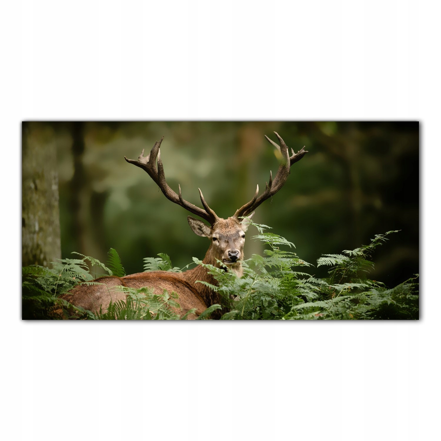 

Obraz Szklany Foto-obraz Dziki Jeleń Las 140x70