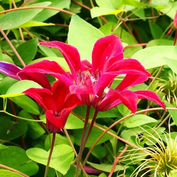 Clematis Gravetye Beauty (Ботанический). 4L