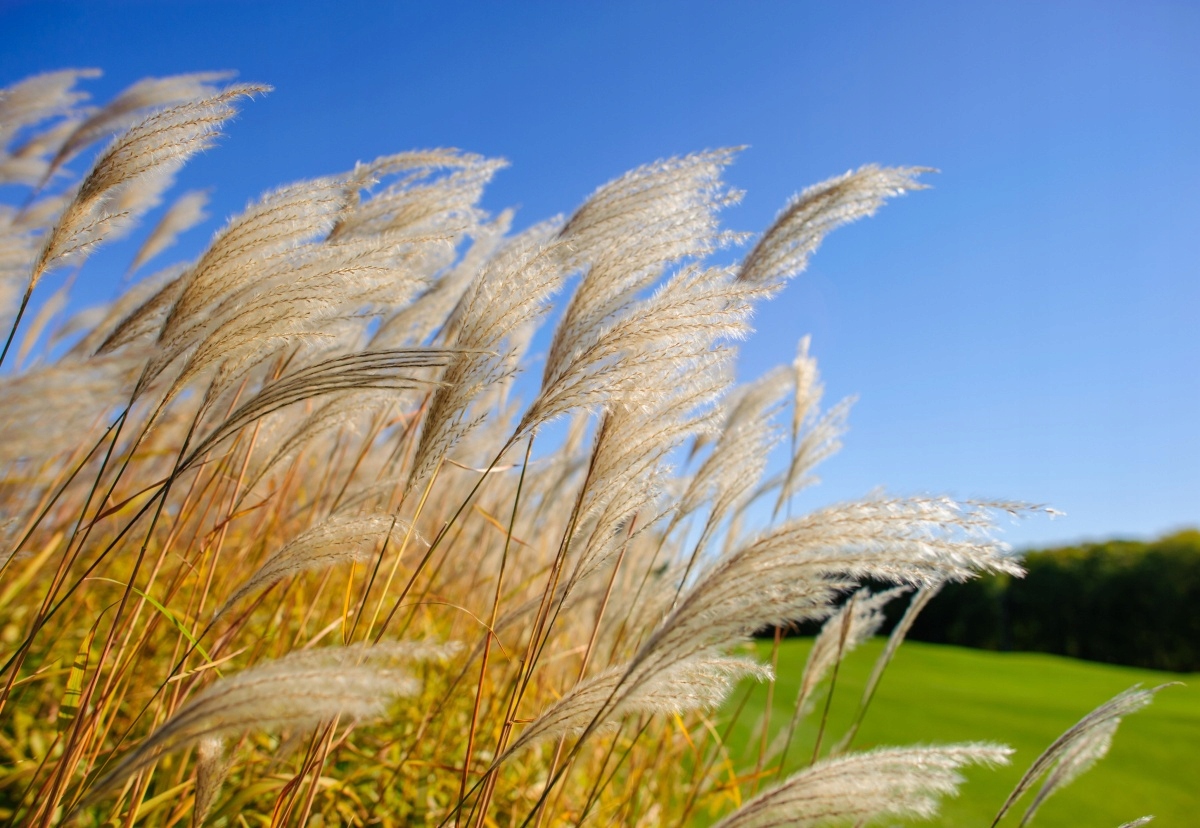 

Tapeta flizelinowa Trzcina niebieski 152x104