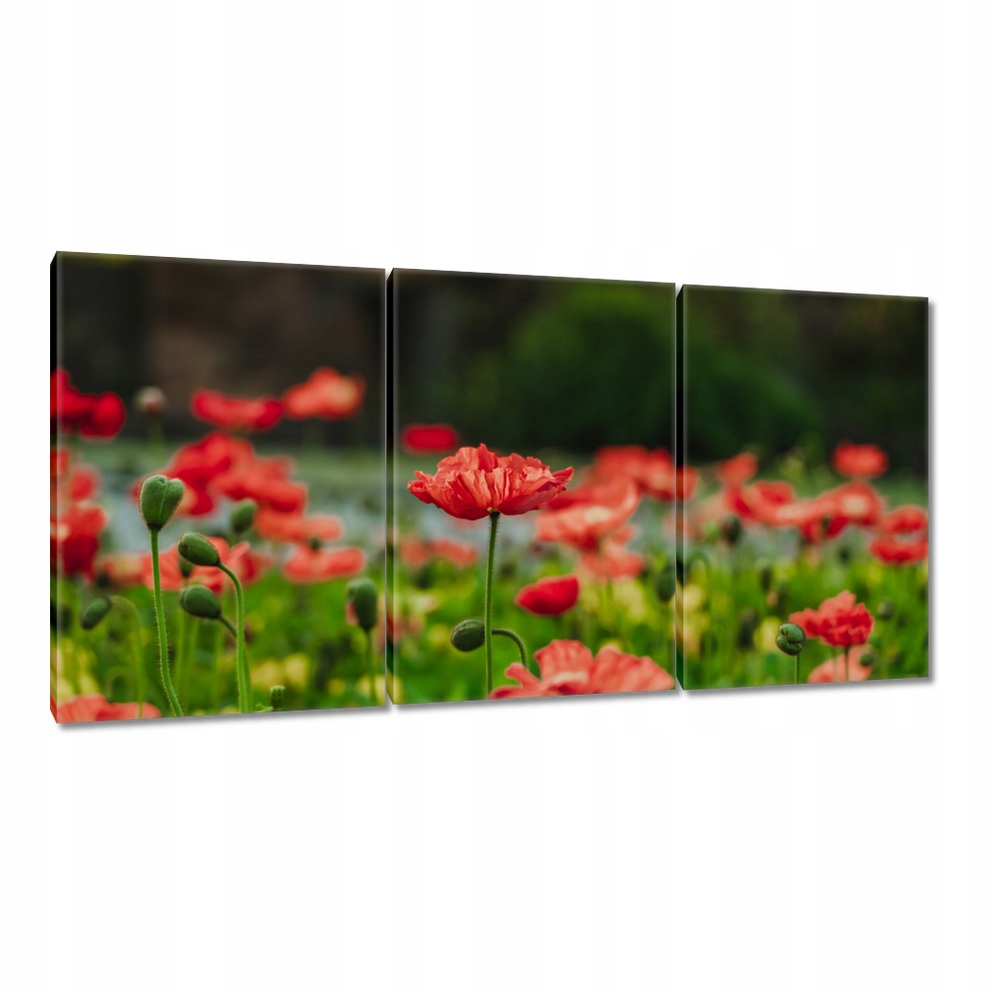 

Obrazy 120x60 Mak Maki Kwiaty Kwiatki